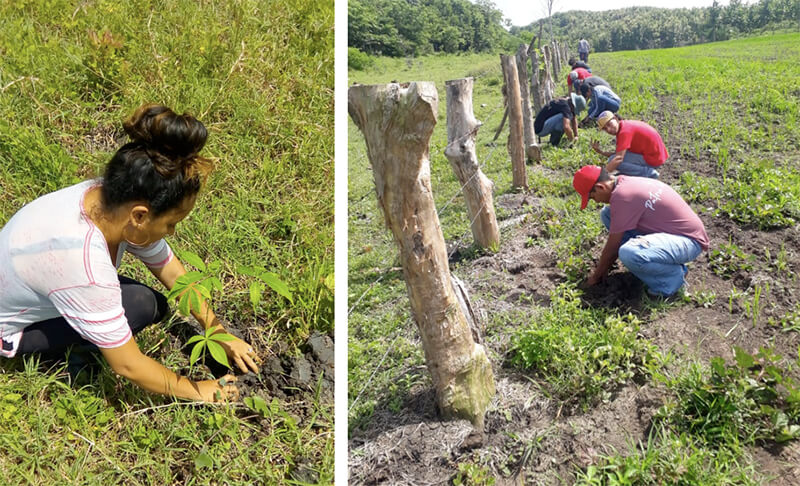 jornada-reforestacion-rivas
